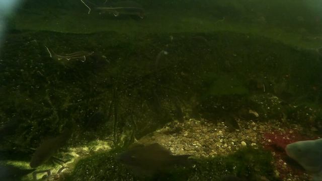 Обзор пруда в декабре. Опустил камеру в зимовальную яму, сколько же там рыбы. Покормил мотылем! смотреть онлайн