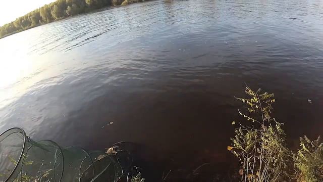 Ловля плотвы на Десне, в октябре. Фидерная рыбалка осенью, на реке. смотреть онлайн