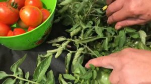 Какой он? МОНГОЛЬСКИЙ КАРЛИК. Урожайный сорт томатов