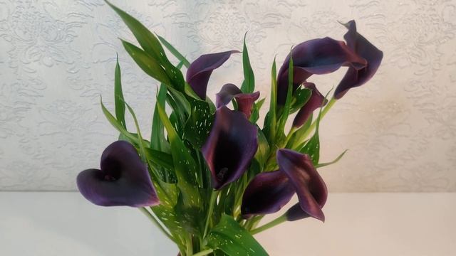 #ЦветыВместе Калла Лили Блэк Calla Lily Black 14/40 (UltraHD #4K #3840p60FPS) смотреть онлайн