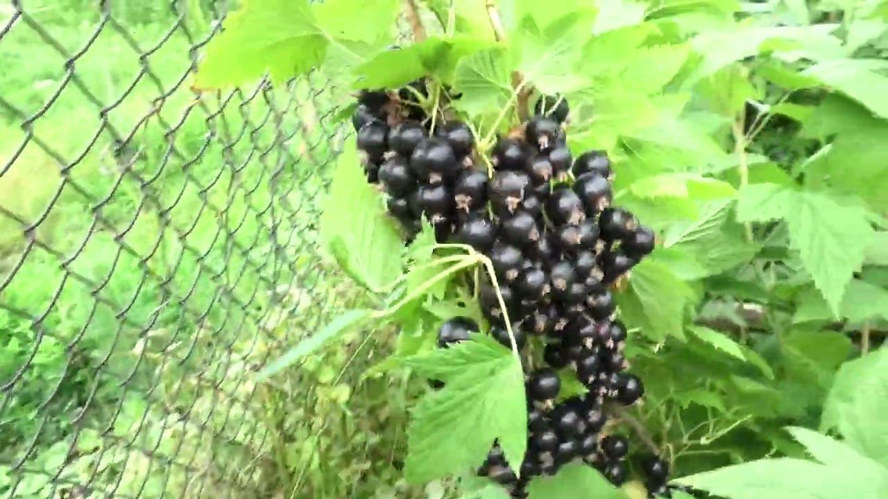 26 июня 2023 год, Шок созрела Нюрсинка смотреть онлайн