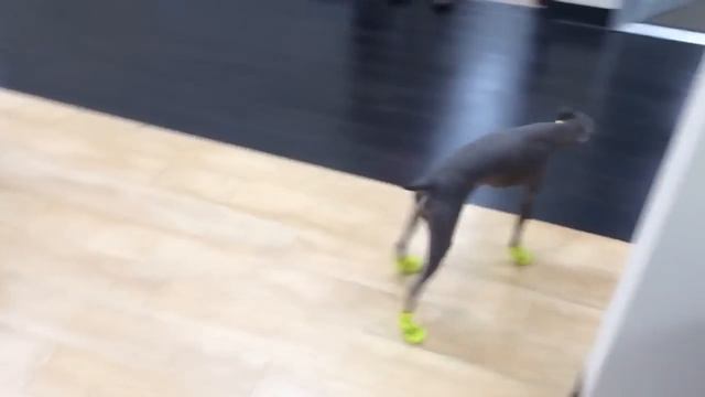 Italian Greyhound's New Boots смотреть онлайн