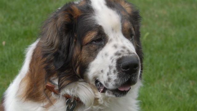 Буслай 🐶 Взрослый, добрый и красивый смотреть онлайн