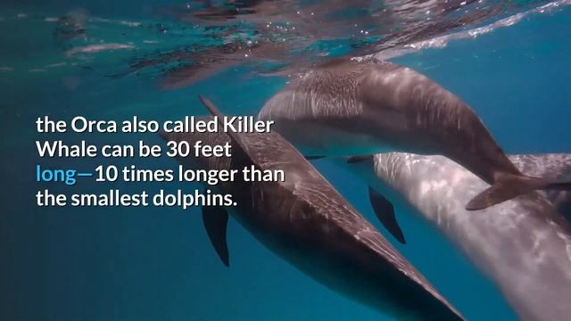15 Fascinating Facts About Dolphins | Animal Globe смотреть онлайн
