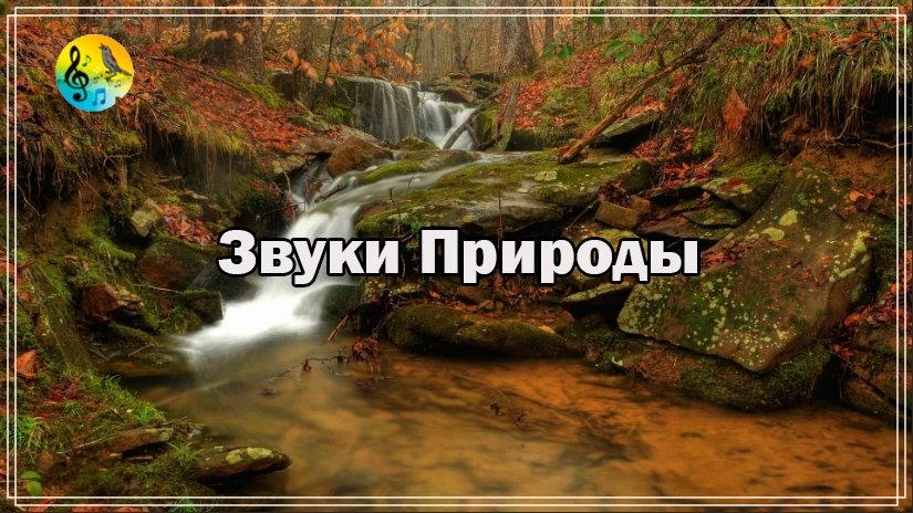 Relax ? Звуки природы. Звуки лесной реки для расслабления учебы и сна ? Звуки Природы Для Тела смотреть онлайн
