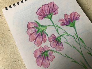 КАК НАРИСОВАТЬ ЦВЕТЫ КАРАНДАШАМИ