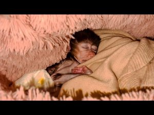 Степка ПЕРВЫЙ РАЗ засыпает в тепле, он похож на розовую жемчужину! СТЕПАШКИНЫ СНЫ!