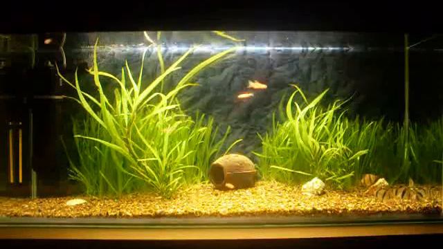 Aquarium ( аквас, аквариум ) .avi