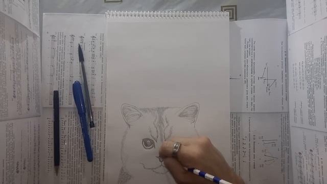 Как нарисовать кота карандашом. смотреть онлайн