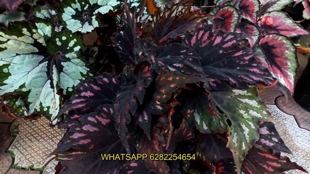 BEGONIA PLANTS COMBO OFFER | ബിഗോണിയ കോമ്പോ ഓഫർ смотреть онлайн