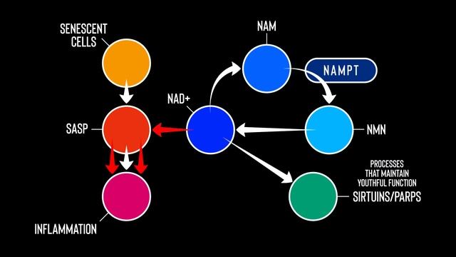 NMN: Why Dr. Brad Stanfield Stopped Taking NMN & My Response [2021] смотреть онлайн