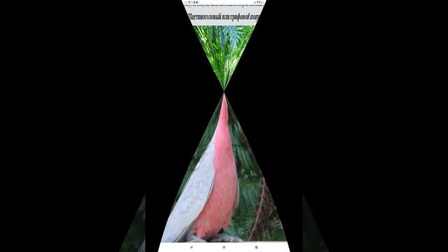 Разноцветные ПОПУГАИ .Яркие и крикливые птицы смотреть онлайн