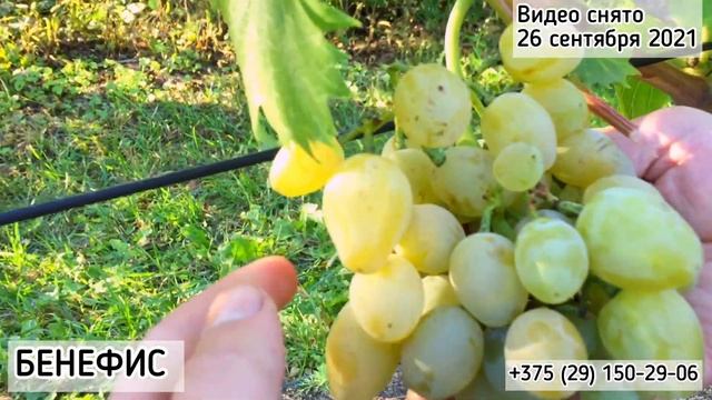 БЕНЕФИС - новейшая ГФ Бурдака А.В. Вкуснейший виноград очень раннего срока созревания! смотреть онлайн