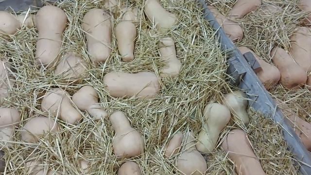 Хранение тыквы 2020. Начало смотреть онлайн