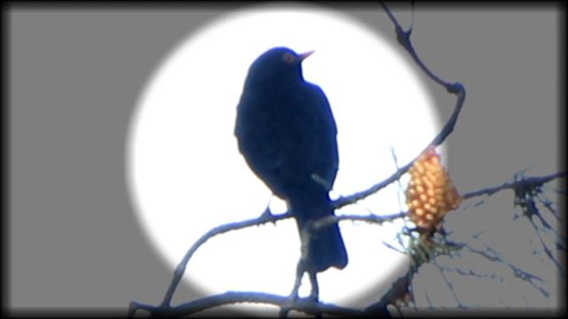 ZOZO ARRUNT BATEN KANTA _2019.03.28_ Turdus merula (Canto de un mirlo común)_ смотреть онлайн
