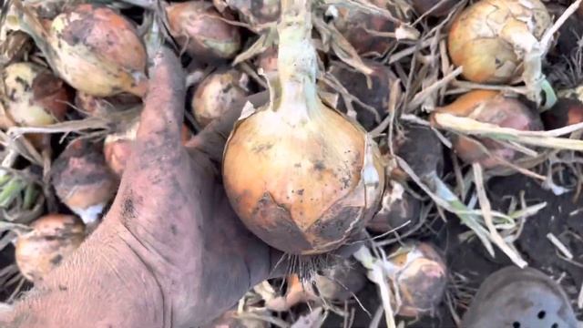 Копаем лук медуза f1 урожайность 92 т смотреть онлайн