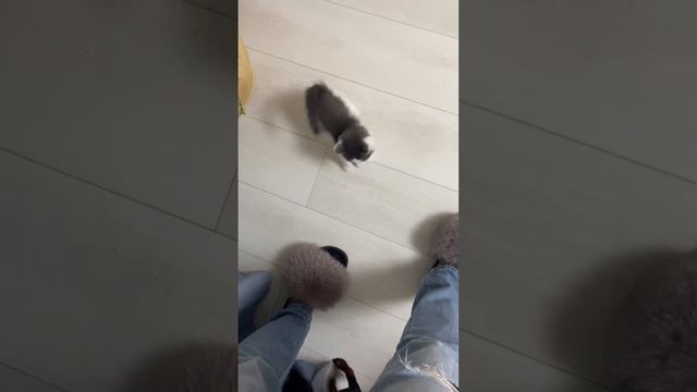 Смелый котёнок и цвергпинчер смотреть онлайн