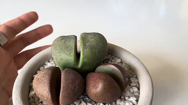 Плейоспилос Нелли/ Pleiospilos Nelii 🌸🌼Максимально всё о плейоспилосе. 04.10.2023. смотреть онлайн