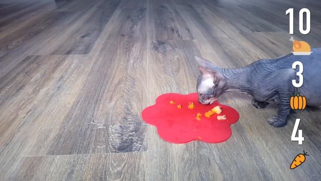 Chicken or vegetables? Cat challenge Cornish Rex vs Don Sphynx. смотреть онлайн