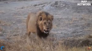 Лев охотился на кабана.