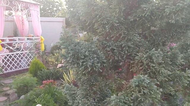 В гости в сад. Сад Светланы. Цветут эхинацеи, лилейники, флоксы. смотреть онлайн