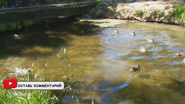 Смешной ДЖЕК РАССЕЛ терьер ПРИКОЛЫ/Часть 2/Funny Jack Russell Terrier Dogs Video Compilation/Part 2 смотреть онлайн