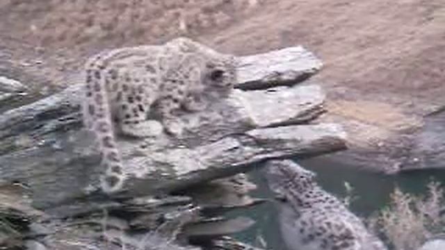 Котята снежного барса смотреть онлайн