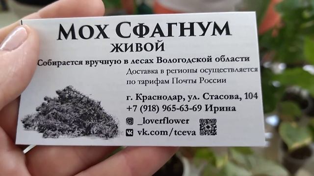 Выставка комнатных растений в июне .Краснодар. смотреть онлайн