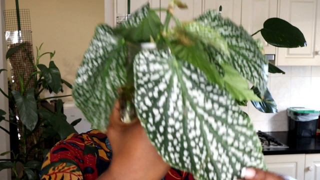 Begonia PROPAGATION And Care For BEGINNERS смотреть онлайн