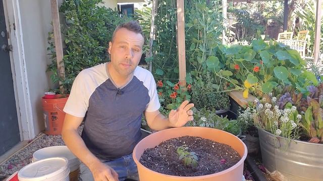 Grow Cherry Tomatoes in a Container смотреть онлайн