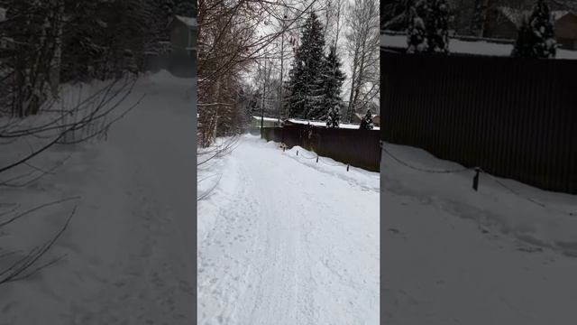 Дрессировка собак | Послушание ОКД смотреть онлайн