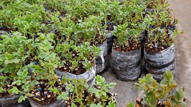 Прививка саженцев роз 2020 году. смотреть онлайн