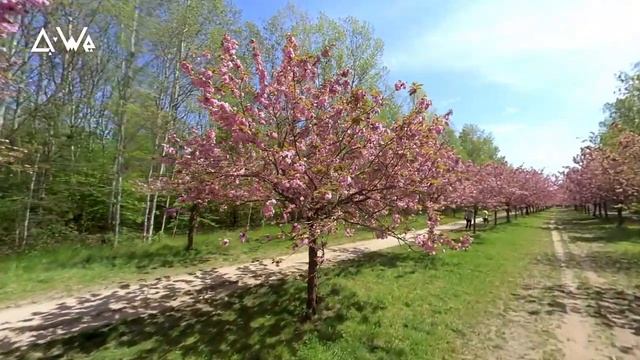 Q-We Walking Tour • Teltow: Cherry Blossom on TV-Asahi-Kirschblütenallee [4K] 05/2021 смотреть онлайн