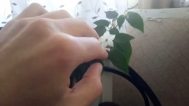 Как можно опылять острый перец чили-мини в горшке смотреть онлайн