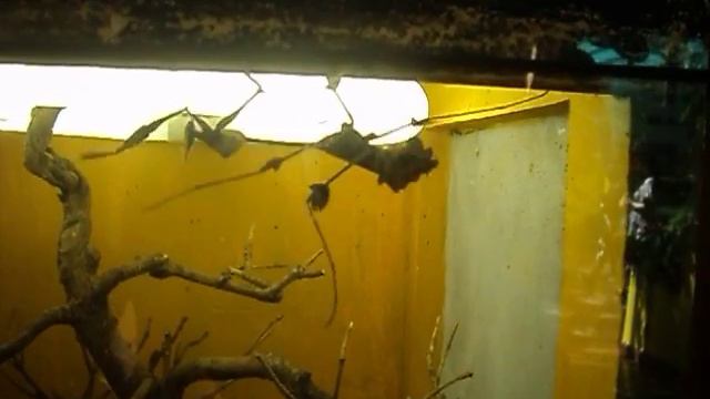 богомол-скрипка смотреть онлайн