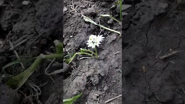 Черемша цветет на даче! Весна! смотреть онлайн