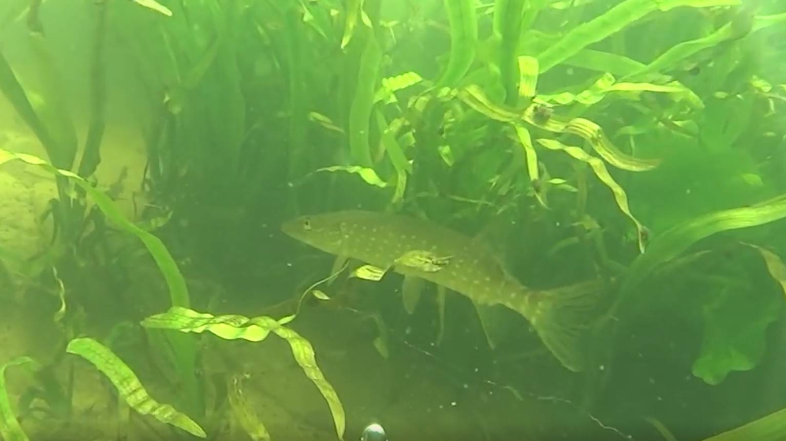 Подводная охота - очень чистая река смотреть онлайн