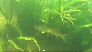 Подводная охота - очень чистая река