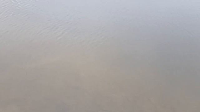 Обзор Форелевого пруда 13.04.2022 г.КРХ "Лютце". смотреть онлайн