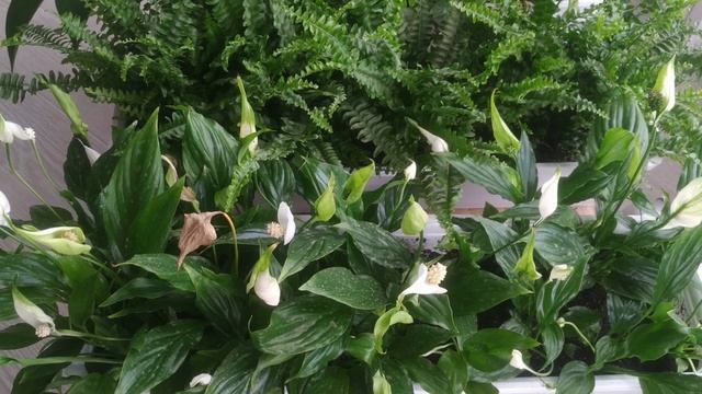 Растения для фитофильтра. Аквариум 3200 л. monster tank 3200 l смотреть онлайн