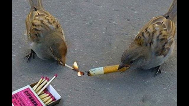 Смешные птицы 5 смотреть онлайн