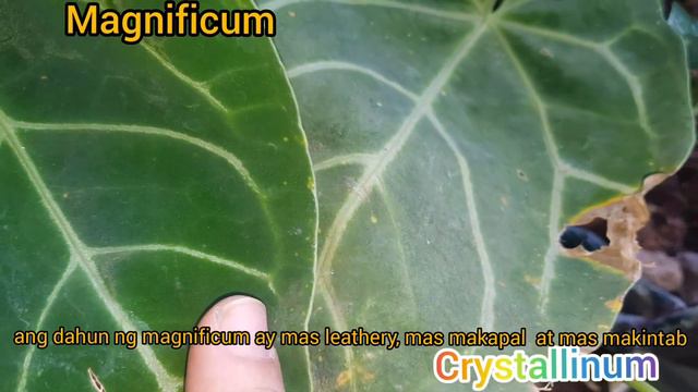 Identifying ANTHURIUM Magnificum, Clarinervium And Crystallinum