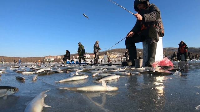 Зимняя рыбалка -ловля корюшки на махалки - Владивосток смотреть онлайн