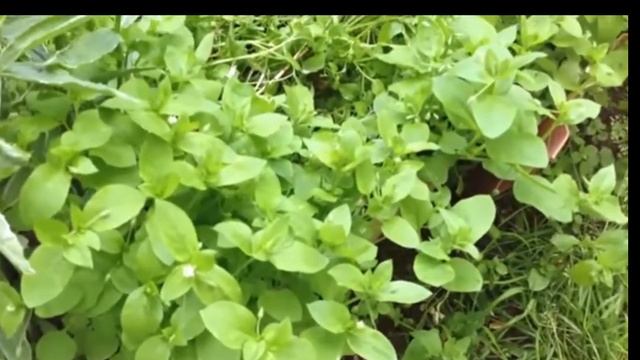 Мокрица полезные свойства сорняк польза или вред не традиционная медицина народные рецепты ЗОЖ ПП смотреть онлайн