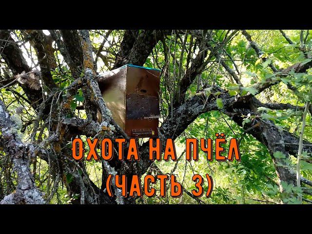 Ловушки для пчел: что там сейчас? (Часть 3) смотреть онлайн