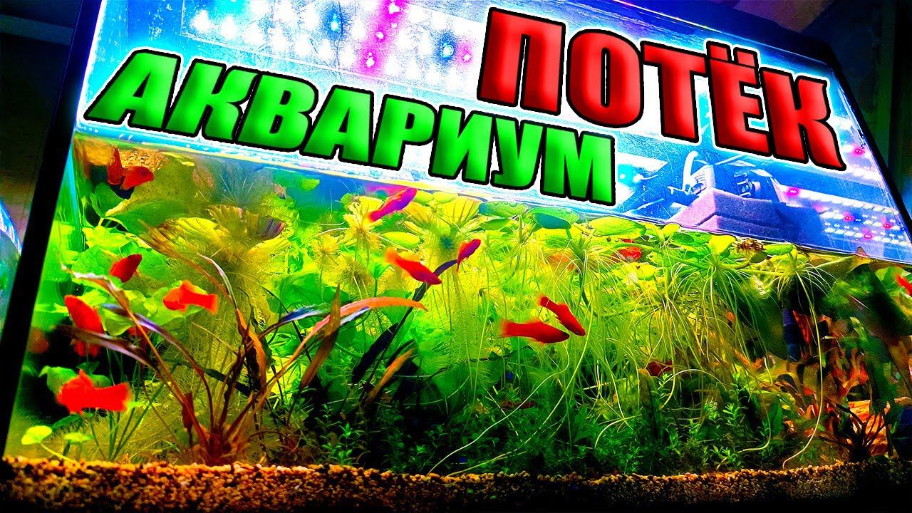 Потёк аквариум на рыборазводне МНЕ КРУПНО ПОВЕЗЛО!!! смотреть онлайн