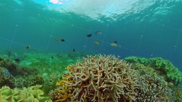 Coral reef and tropical fish. Philippines. смотреть онлайн