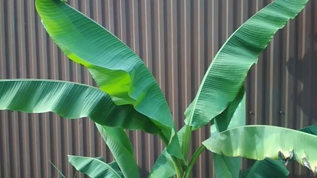 Экскурсия в Сочи. Розы. смотреть онлайн