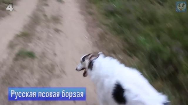 7 Самых ТРУДНООБУЧАЕМЫХ Пород Собак в Мире смотреть онлайн