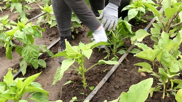 Нужно ли пасынковать сладкий перец. Как правильно формировать перцы, чтобы получить хороший урожай смотреть онлайн